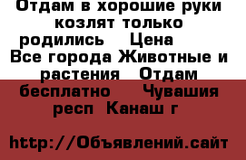 Отдам в хорошие руки козлят.только родились. › Цена ­ 20 - Все города Животные и растения » Отдам бесплатно   . Чувашия респ.,Канаш г.